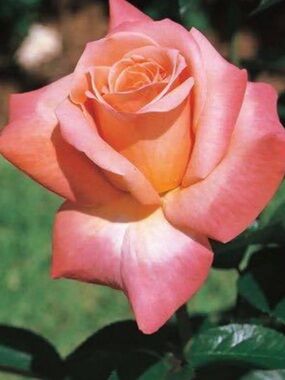 Meet your Posher, Rose